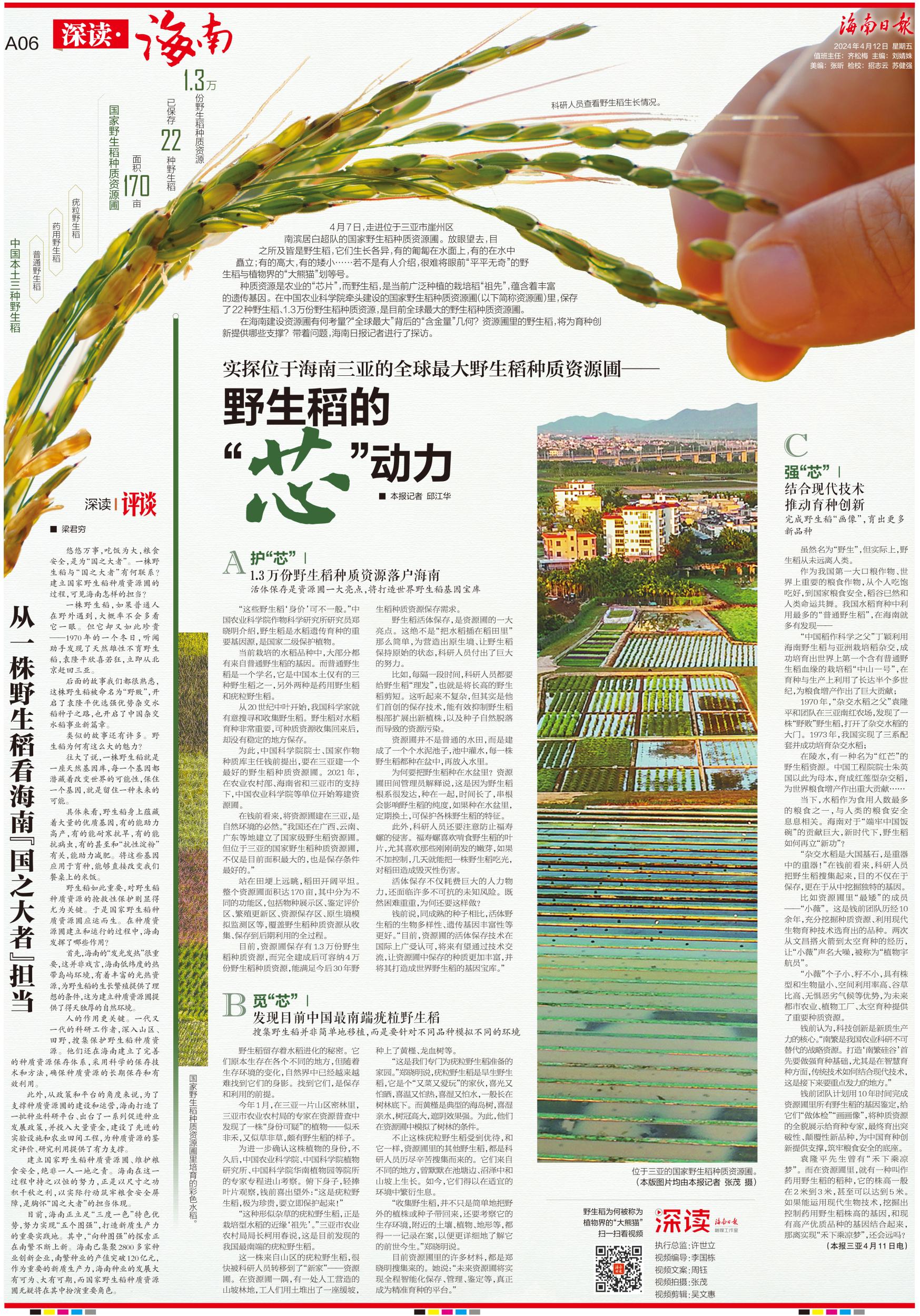 深读丨实探位于海南三亚的全球最大野生稻种质资源