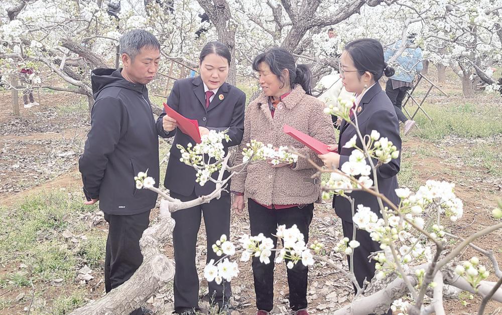 邯郸市永年区人民检察院将普法"课堂"搬到西河庄乡贾寨村果梨种植园
