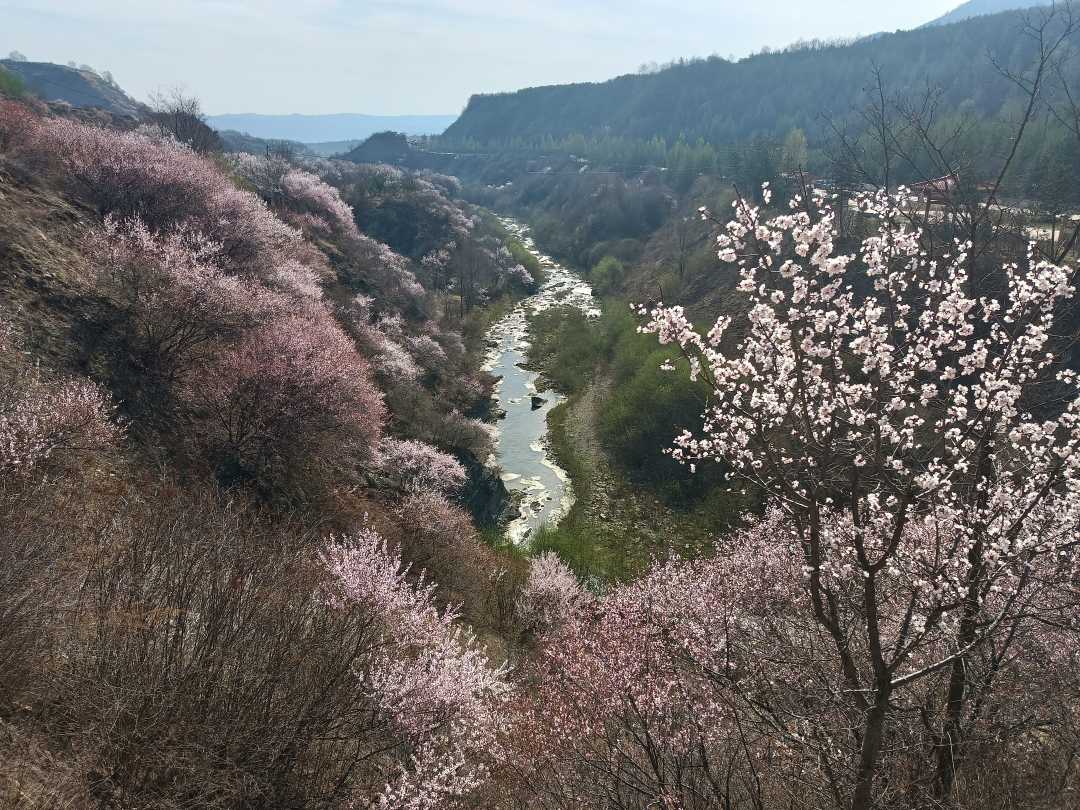 宁夏六盘山山花月暨泾源县山花旅游节开幕|宁夏_新浪财经_新浪网