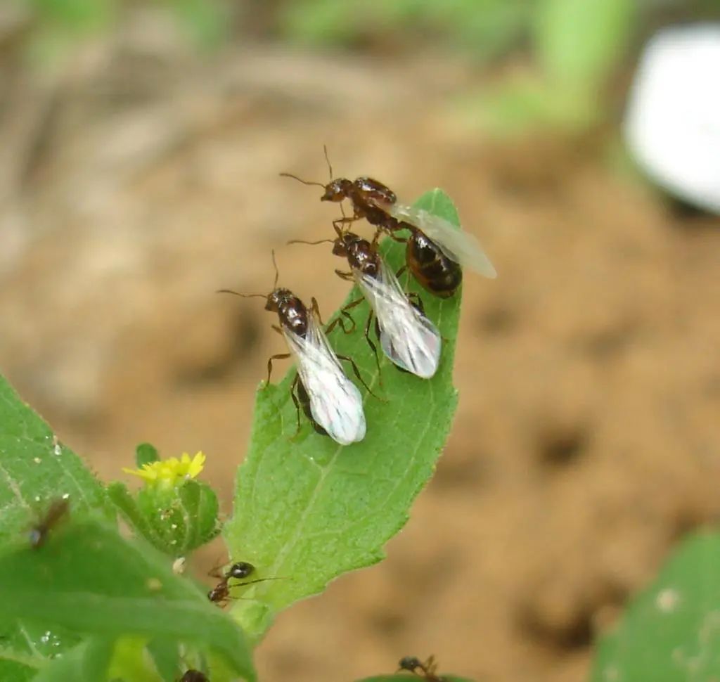 红火蚁的繁殖蚁婚飞.新华社发(广东省农业科学院植物保护研究所供图)