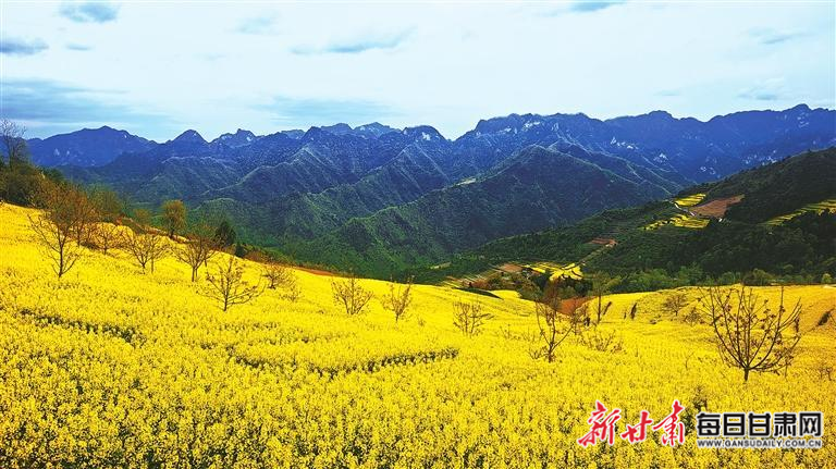 【图片新闻】徽县大河店镇腰庄村高山油菜花竞相绽放_新浪财经_新浪网