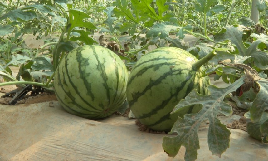 陕西大荔县羌白镇:吊篮西瓜陆续成熟上市 特色产业助力群众增收致富