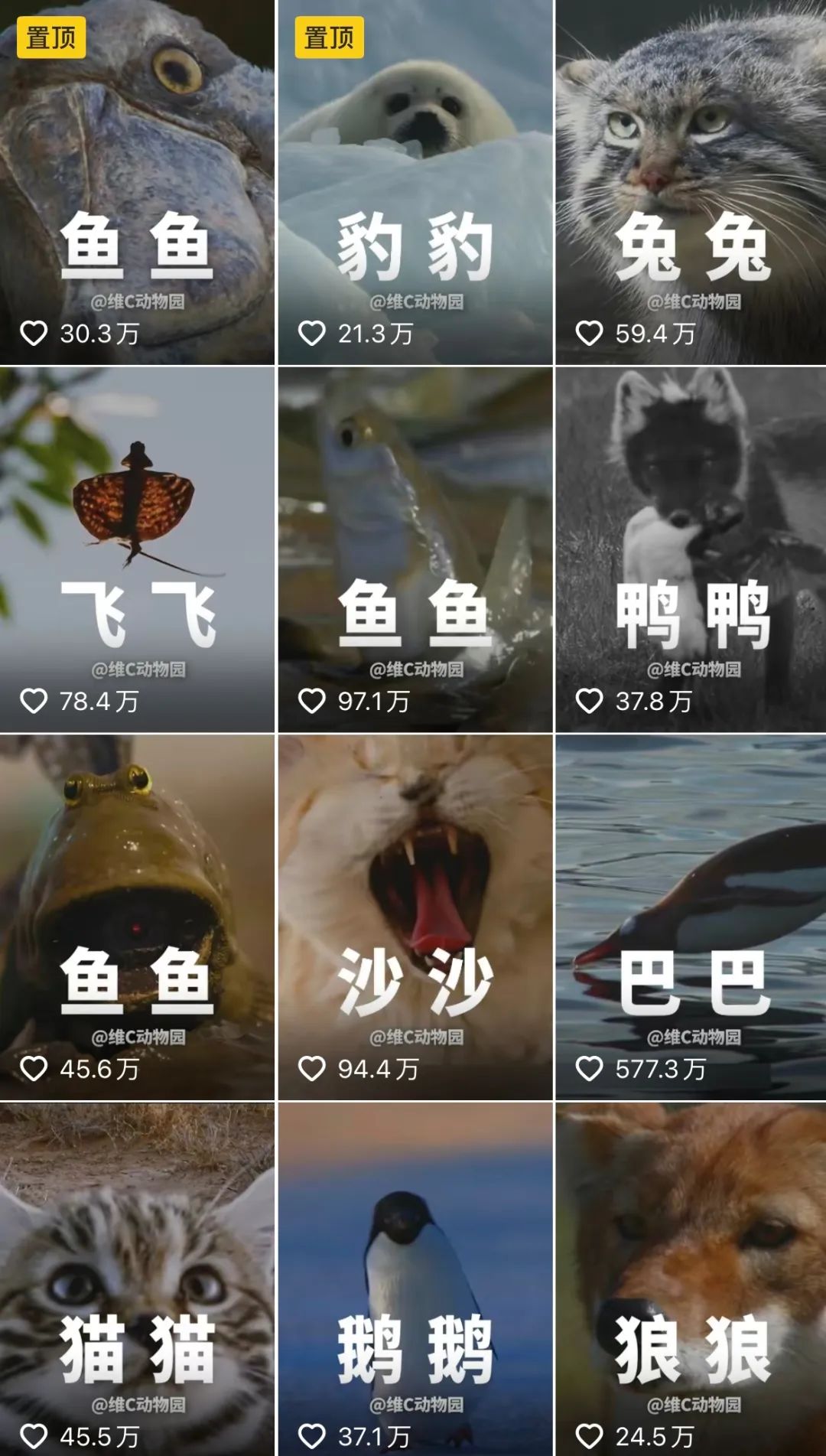 在抖音,@维c动物园 等新一代动物"解说员",用"央视的声音,老六的嘴"把