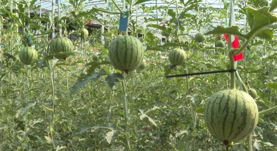 陕西大荔县羌白镇:吊篮西瓜陆续成熟上市 特色产业助力群众增收致富