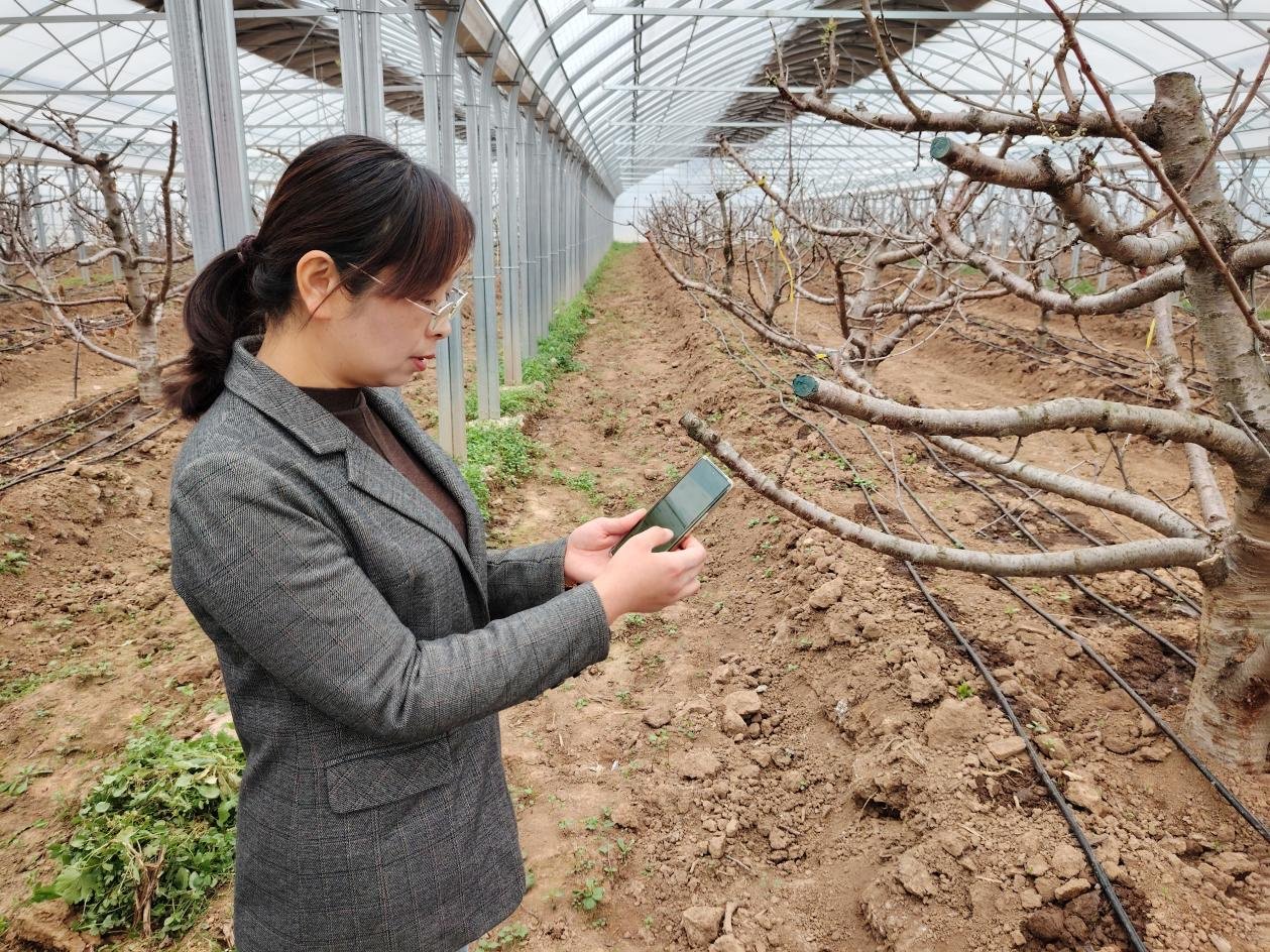 横渠镇风池村果宝农业专业合作社负责人高梅芳使用手机操控智能化浇灌系统