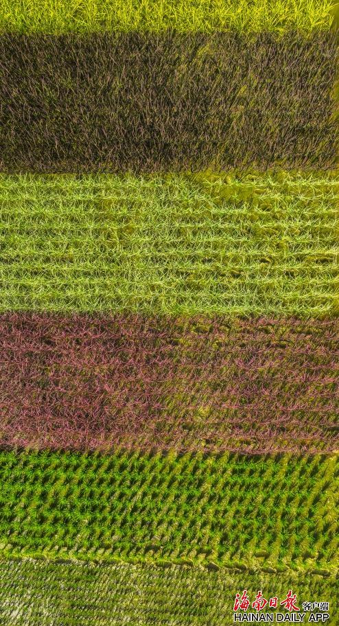 国家野生稻种质资源圃里培育的彩色水稻.