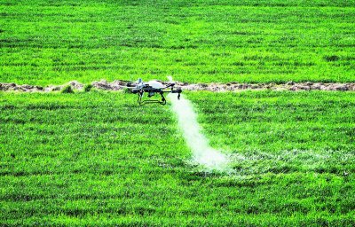 植保无人机正在麦田中喷洒防治药物.