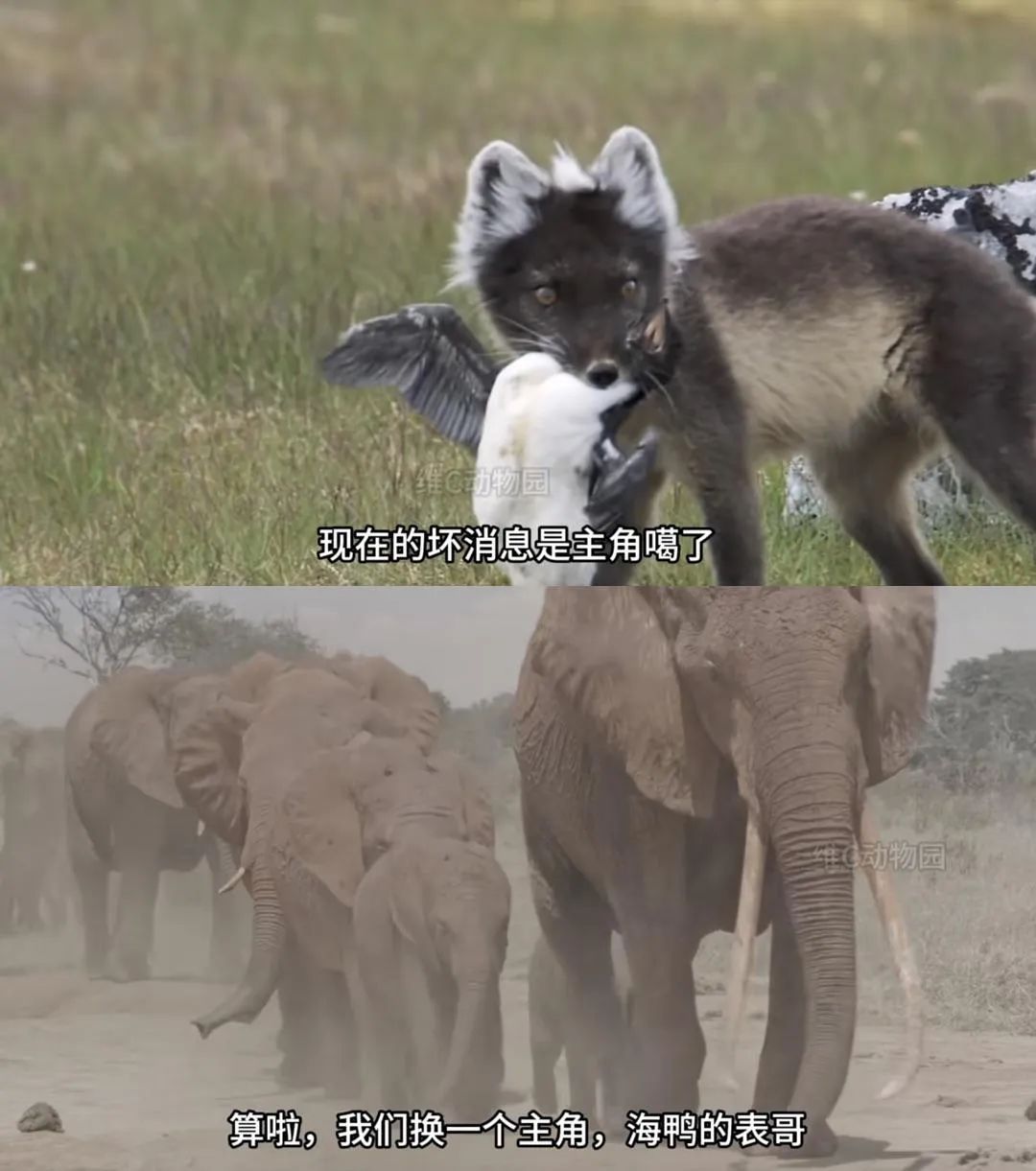 00后的《动物世界》,有病,但爱看__财经头条