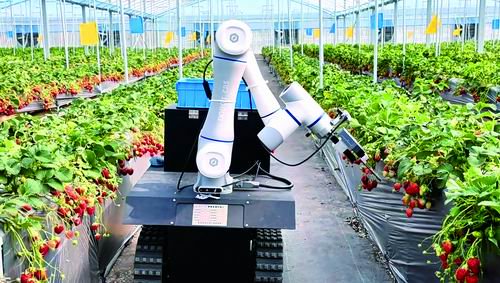 机器人采草莓24小时不喊累