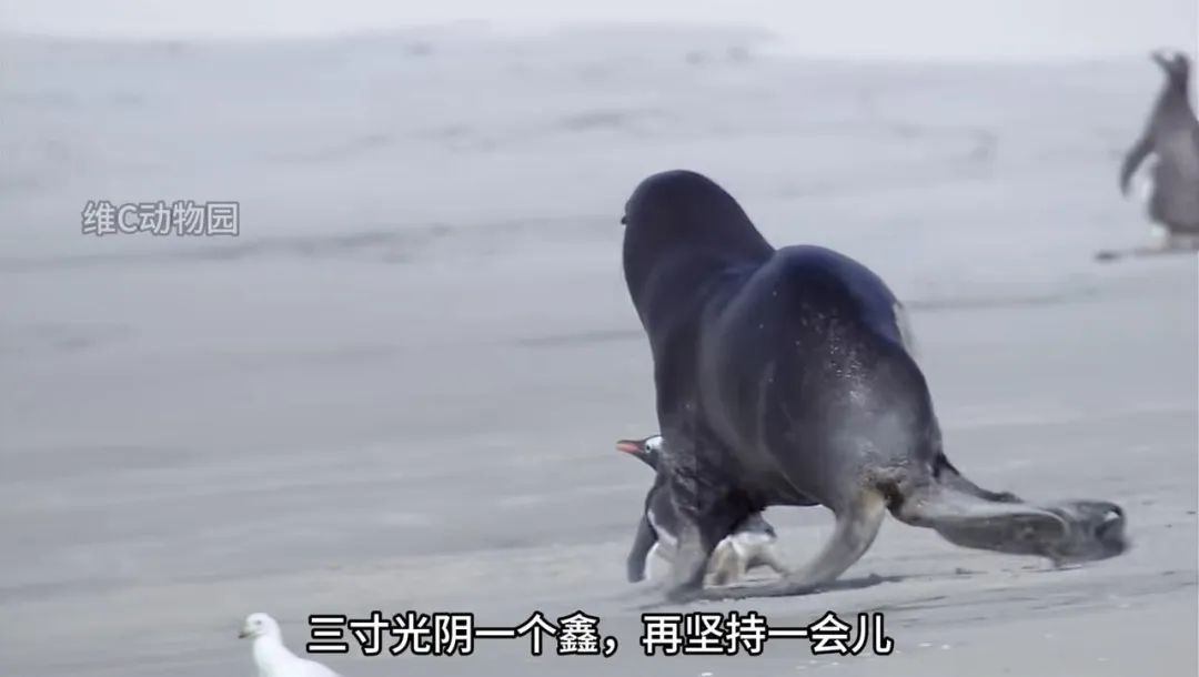 00后的《动物世界》,有病,但爱看__财经头条
