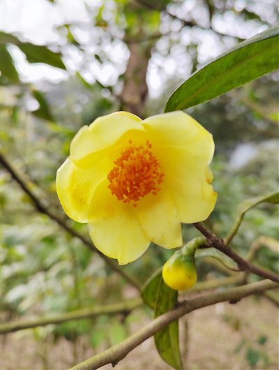 茶花的低语|重庆市_新浪财经_新浪网