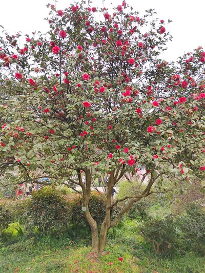 茶花的低语|重庆市_新浪财经_新浪网
