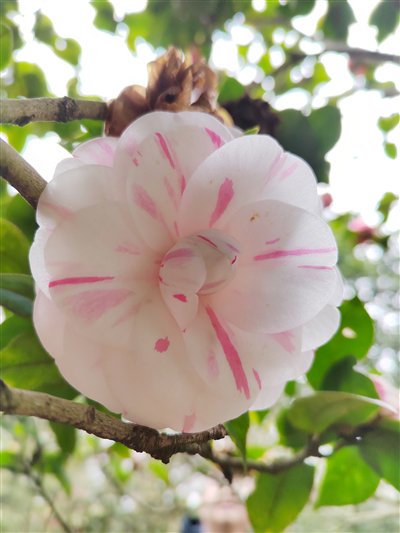 茶花的低语|重庆市_新浪财经_新浪网