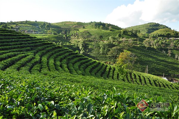 第十三届勐海(国际)茶王节将于5月16日至19日举办|云南省_新浪财经