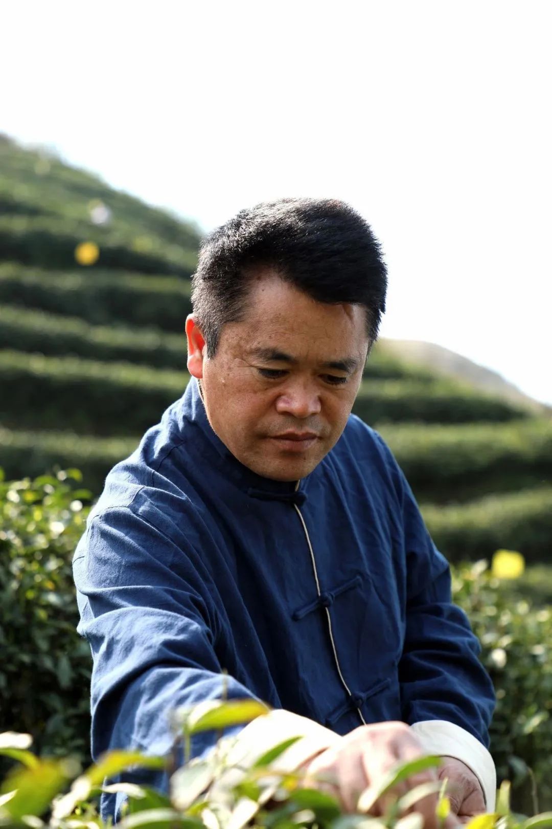 众筹云端的都匀毛尖茶甘蔗般香甜回甘绵绵口粮价喝大师茶