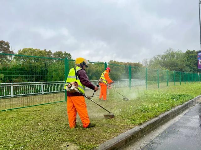 月12日下午,紧邻上海国际赛车场正门的安晓路边,传出阵阵割草机作业声