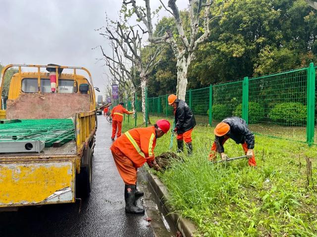 月12日下午,紧邻上海国际赛车场正门的安晓路边,传出阵阵割草机作业声
