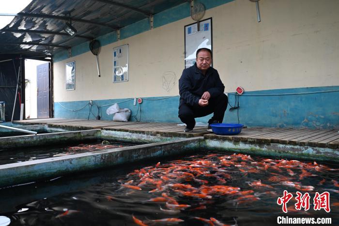 4月10日,定州市迎宾锦鲤养殖场负责人李欣华查看鱼苗生长情况.