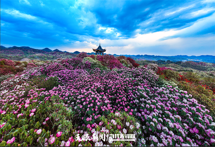 贵州毕节百里杜鹃风景名胜区.贵州图片库供图