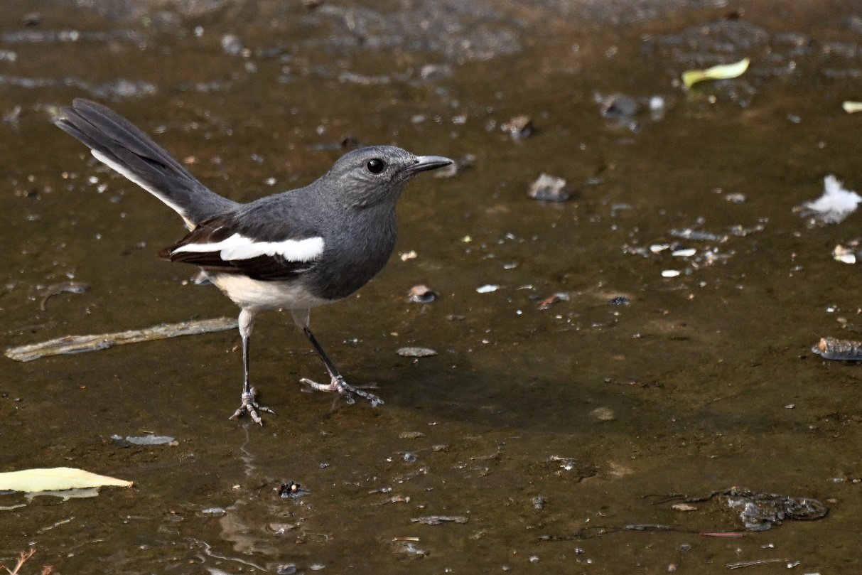 新发现4种鸟类 北京陆生野生动物增至612种|北京市_新浪财经_新浪网