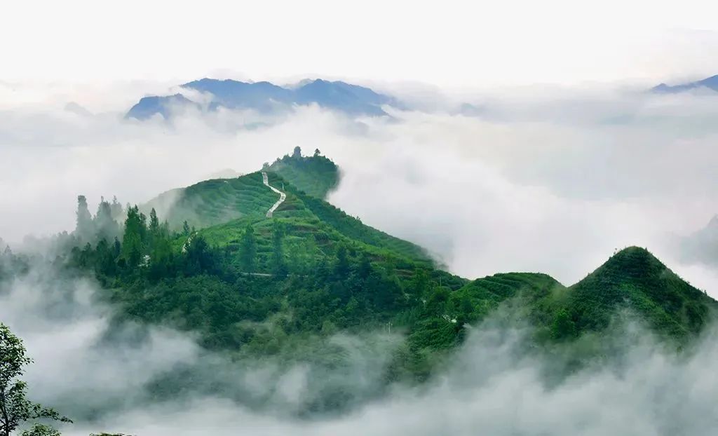 众筹云端的都匀毛尖茶甘蔗般香甜回甘绵绵口粮价喝大师茶