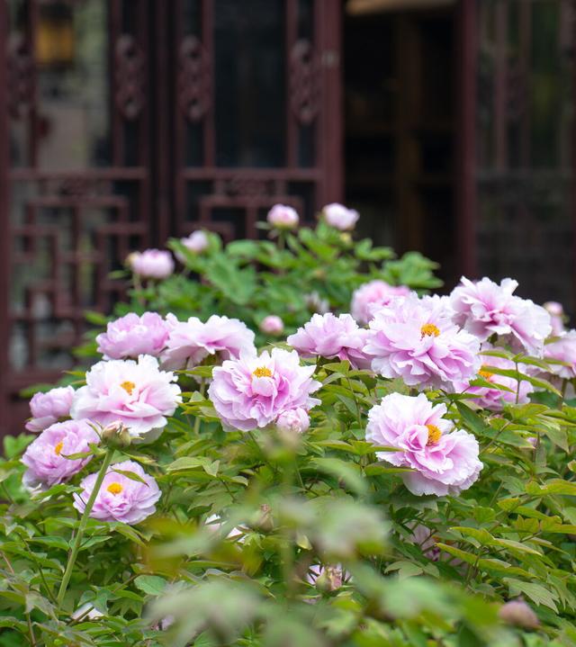 古猗园牡丹季进入最后观赏期!芍药预备登场～_新浪财经_新浪网