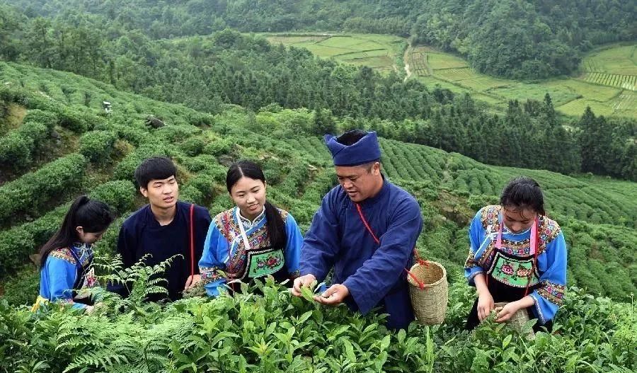 最早的都匀毛尖,就产在都匀市与贵定县交界的云