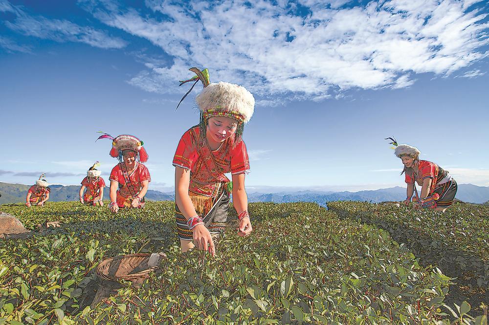 华安高山族茶农在茶园采摘茶叶。 （资料图片）