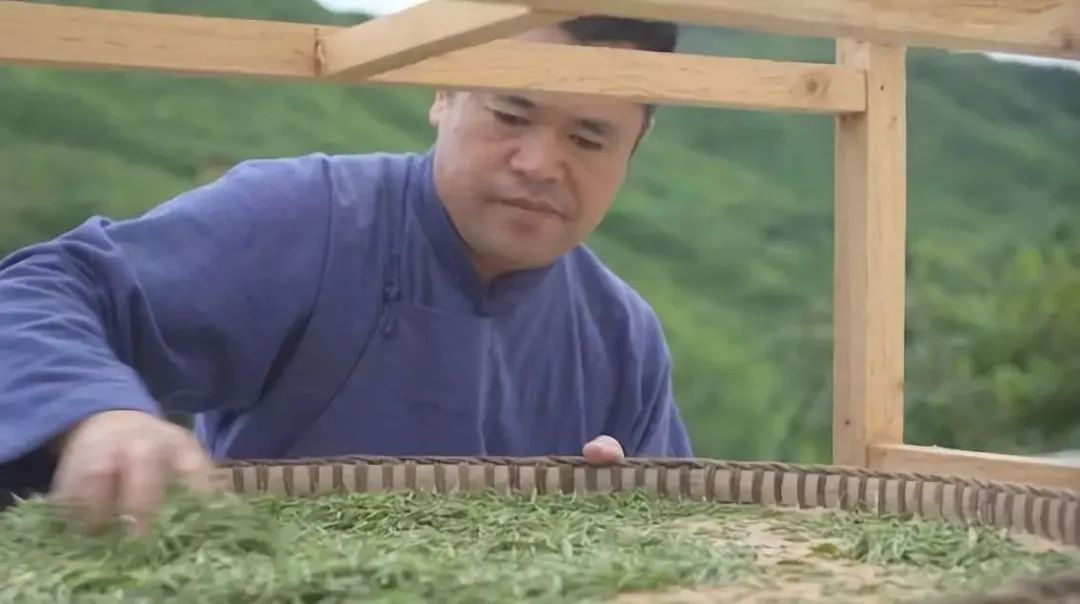 众筹云端的都匀毛尖茶甘蔗般香甜回甘绵绵口粮价喝大师茶