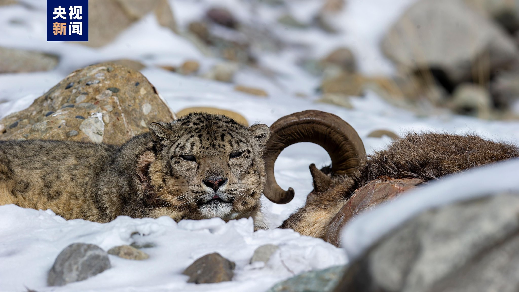 宁夏计划5年内恢复贺兰山雪豹最低种群数量|宁夏_新浪