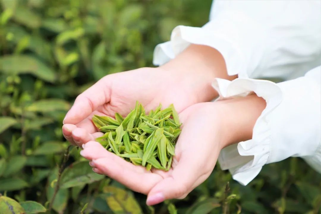 众筹云端的都匀毛尖茶甘蔗般香甜回甘绵绵口粮价喝大师茶