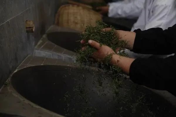 众筹云端的都匀毛尖茶甘蔗般香甜回甘绵绵口粮价喝大师茶