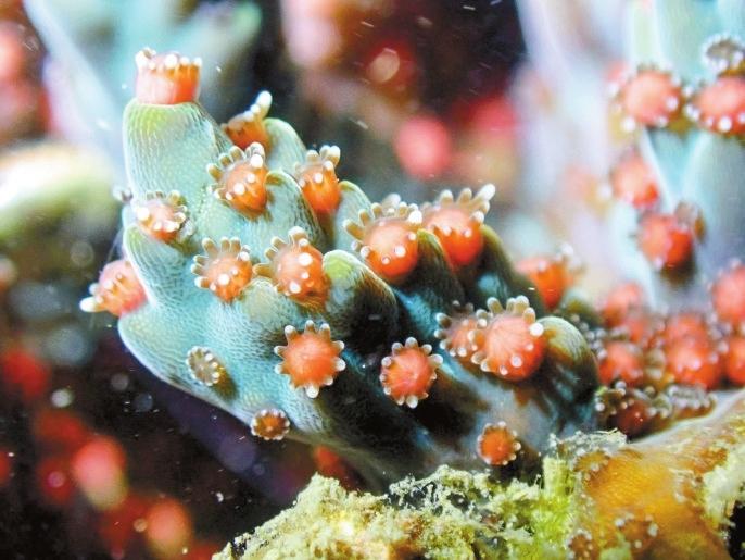 霜鹿角珊瑚正在排卵。（本文图片均由 刘强 摄）