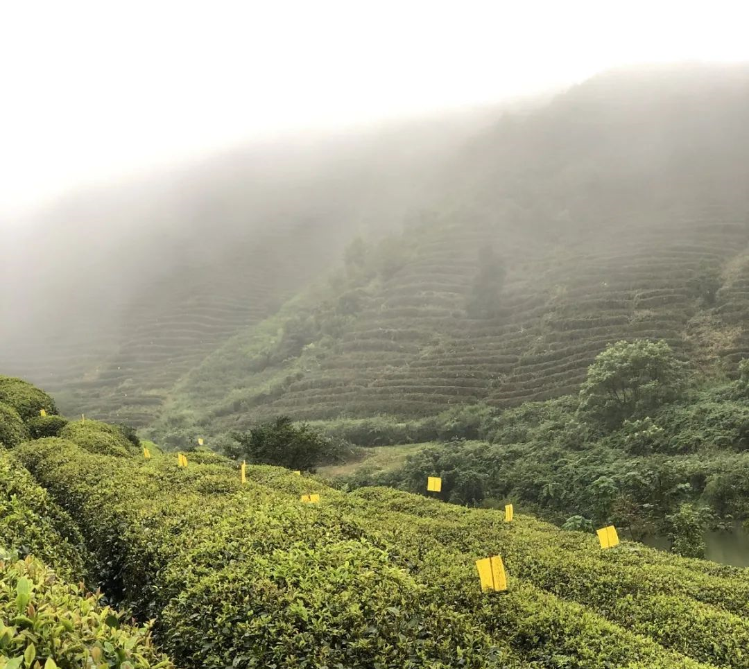 众筹云端的都匀毛尖茶甘蔗般香甜回甘绵绵口粮价喝大师茶