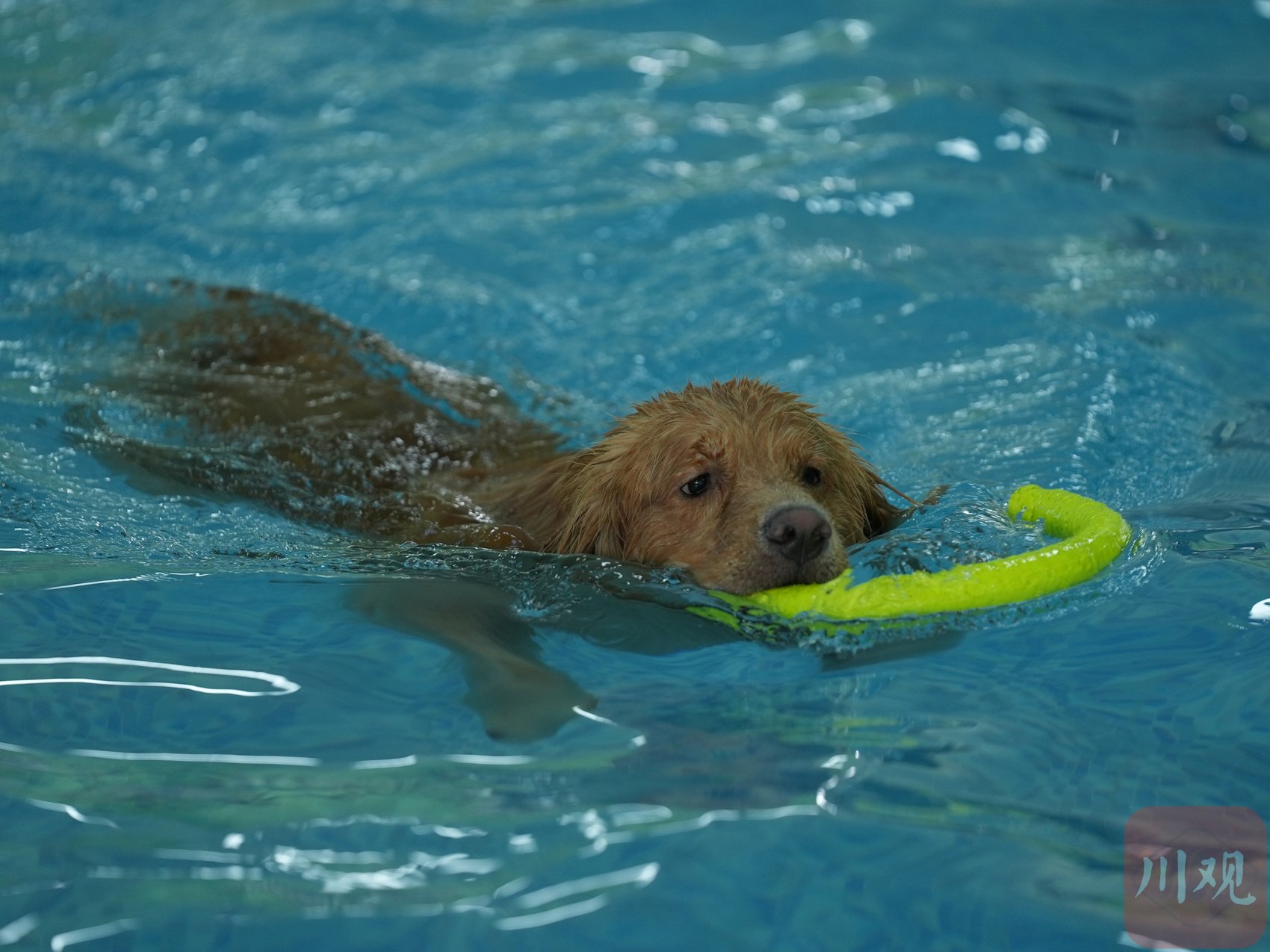 狗狗在泳池里嬉戏玩耍.