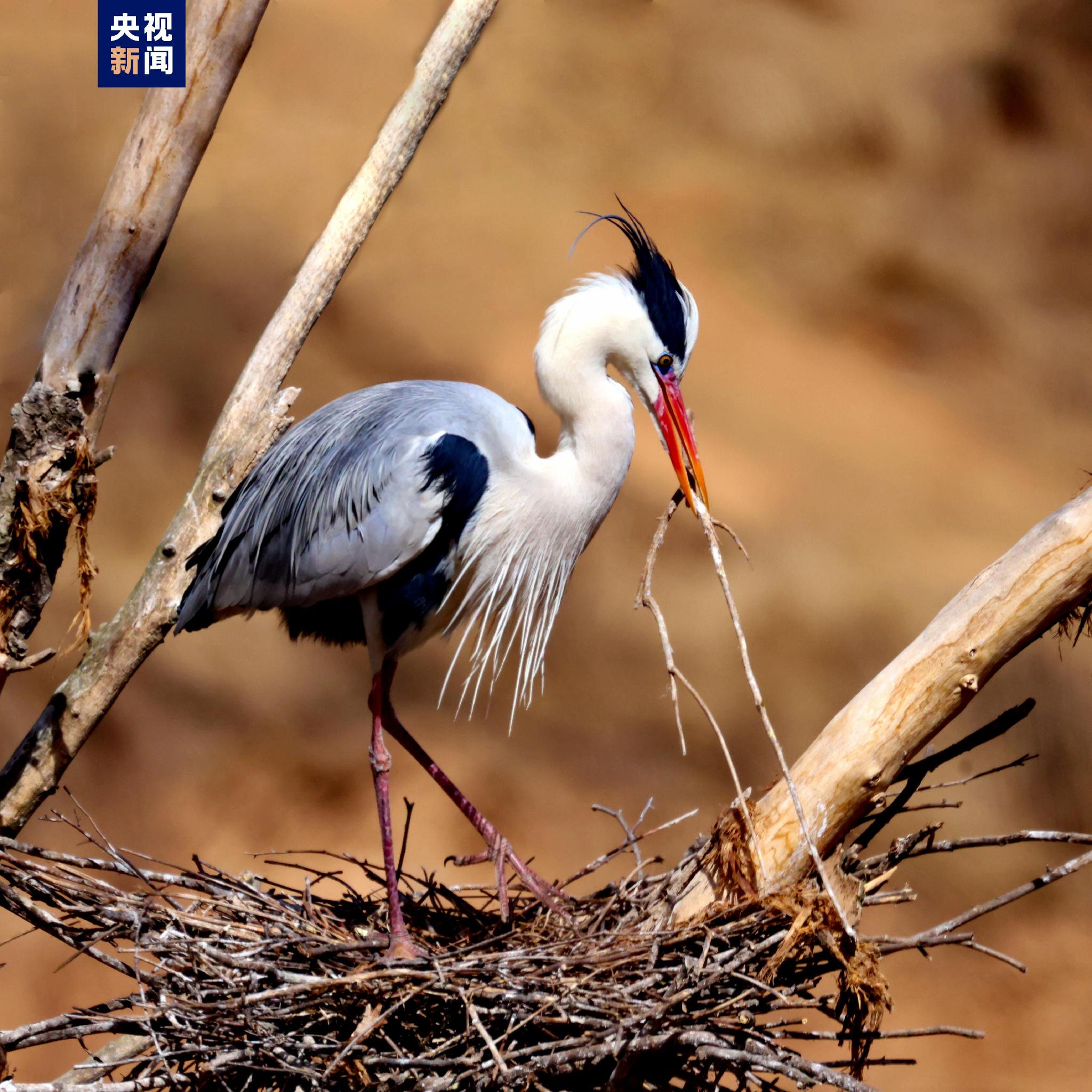 苍鹭如约飞来子午岭 翩跹起舞繁衍生息