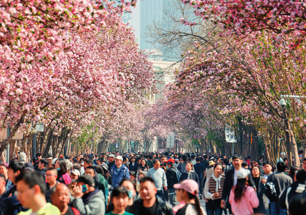 人们在天津市大理道欣赏盛开的海棠花(2024年4月6日摄) 杜鹏辉摄