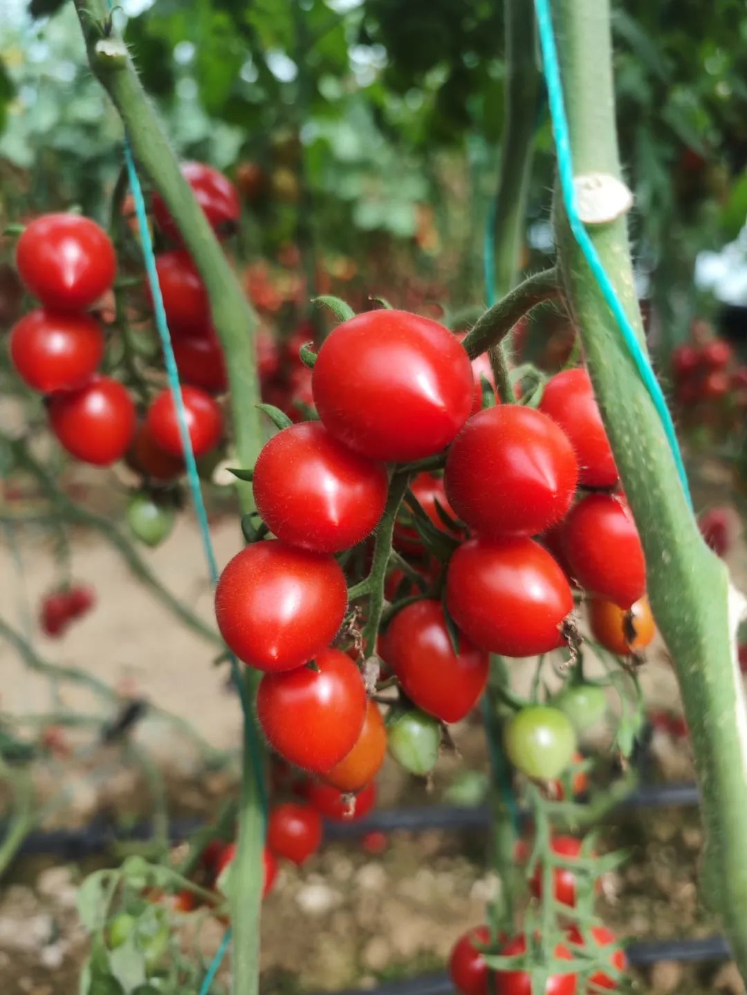 新鲜现采釜山88小番茄,饱满玲珑,一口脆嫩爆浆,超甜!