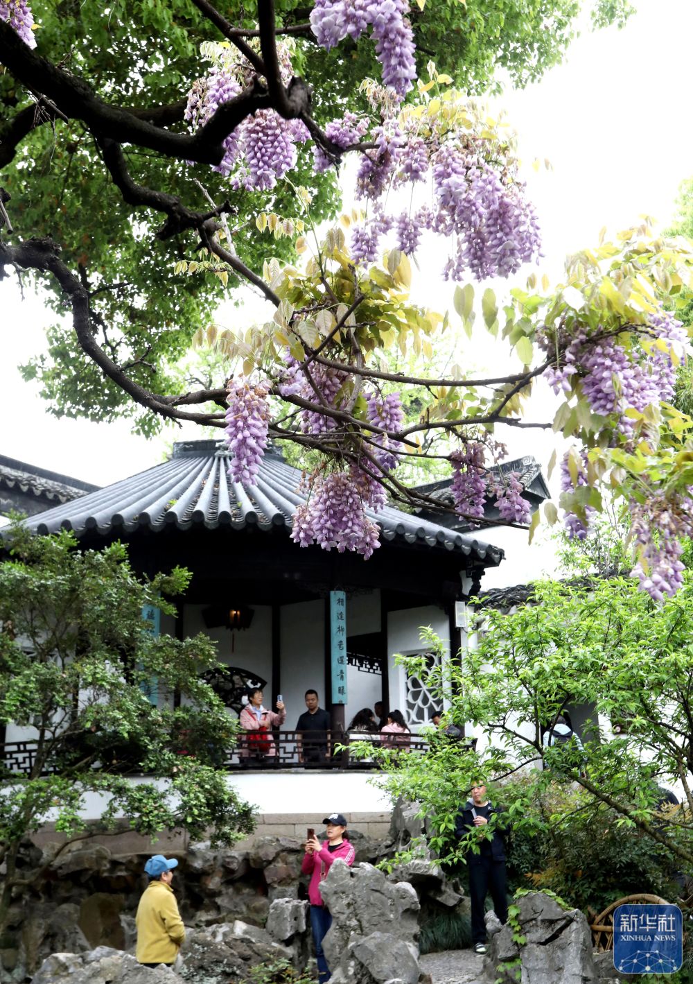 4月14日,游客在江苏苏州狮子林游玩.新华社发(杭兴微 摄)