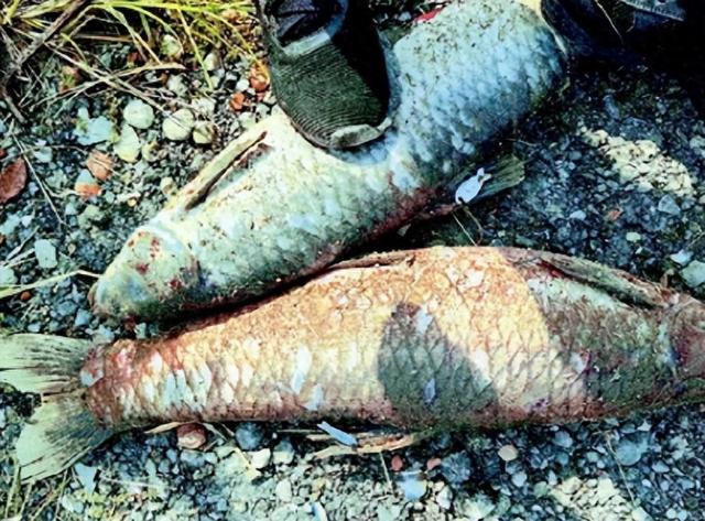 6人因"竞钓标鱼"开设赌场获刑|检察官_新浪财经_新浪网