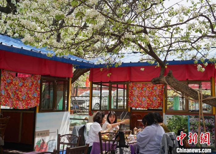 "在青海,素有人间四月芳菲尽,贵德梨花始盛开之说.