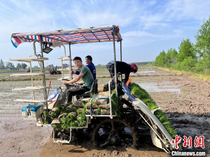 祺)"今天预计能插完200多亩,我们合作社组织了6台高速插秧机抢抓工期