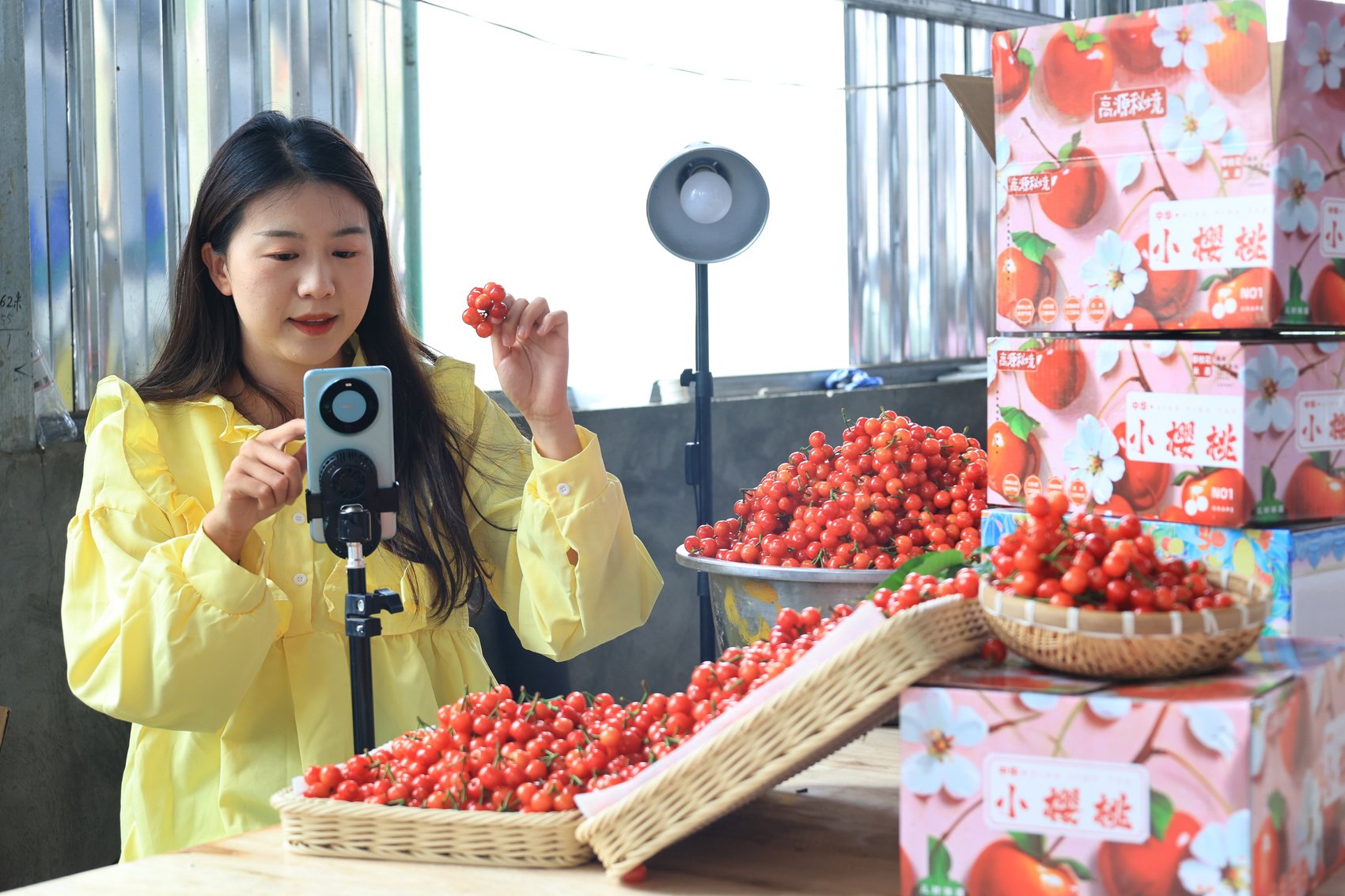 独树村白家庄家庭农场进行直播销售.湛璐霜 摄