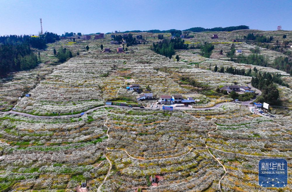 3月22日在四川省达州市宣汉县花果山拍摄的盛开的李花(无人机照片).