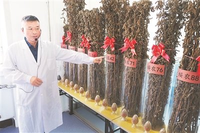 赫眼下正值黑龙江省水稻育种材料脱粒,分包时期,在黑龙江省农科院绥化