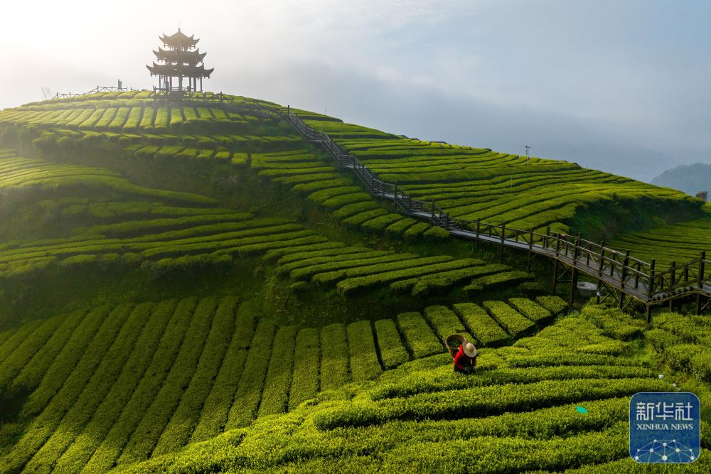 4月12日,茶农在湖北省宣恩县万寨乡伍家台村的茶园里采摘春茶(无人机