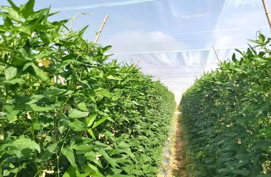 最近少穿这类颜色的衣服出门|衣服_新浪财经_新浪网