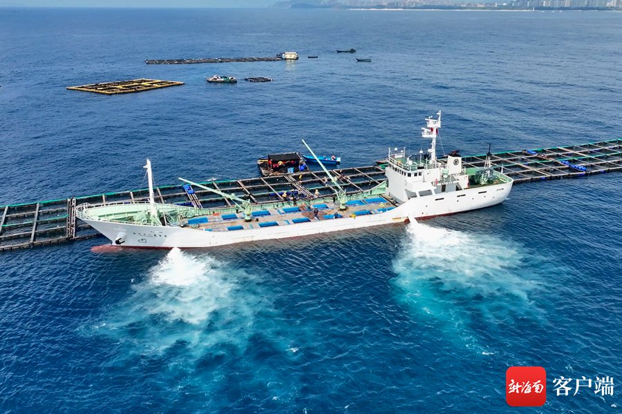 2024年海南首艘出口鱼苗船正式起航前往日本|海南省_新浪财经_新浪网