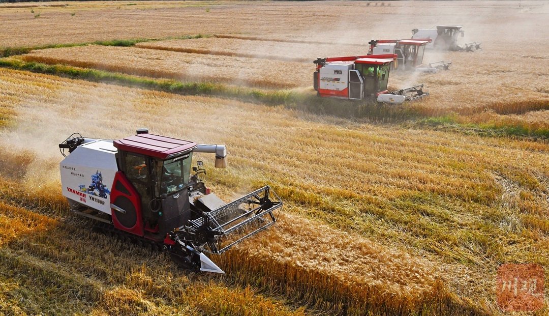 广汉市国家现代农业产业园里，小麦收割机在金色麦浪中来回穿梭。吴传明 摄