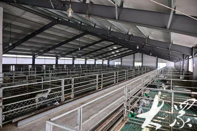 舌尖上的"致富羊"_新浪财经_新浪网